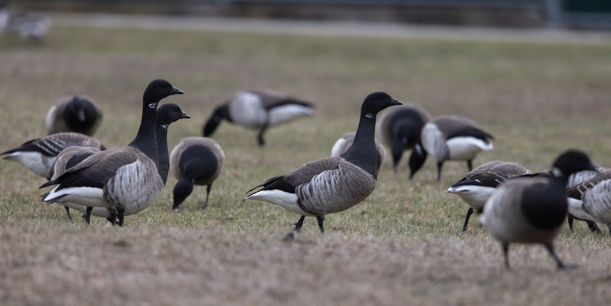 Brant (Atlantic) - ML633091953