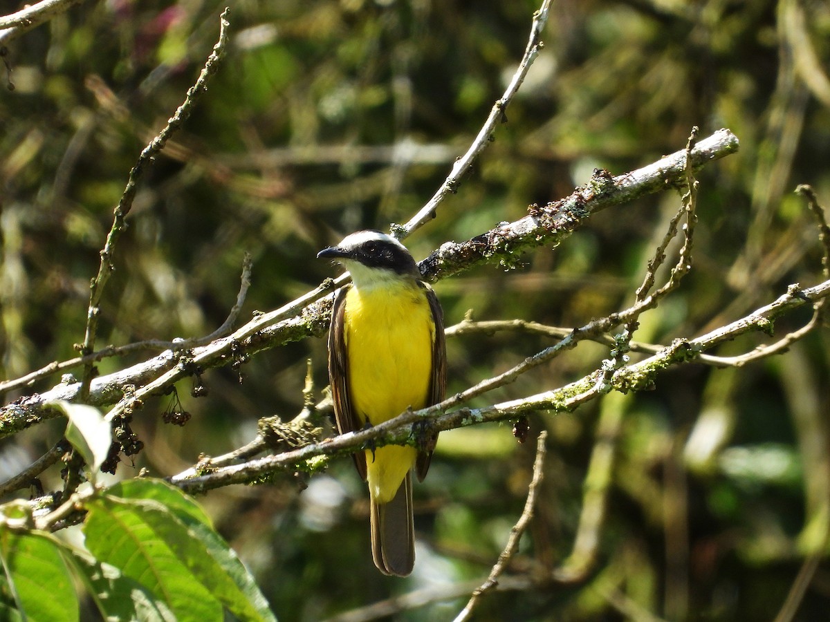 Rusty-margined Flycatcher - ML633091957