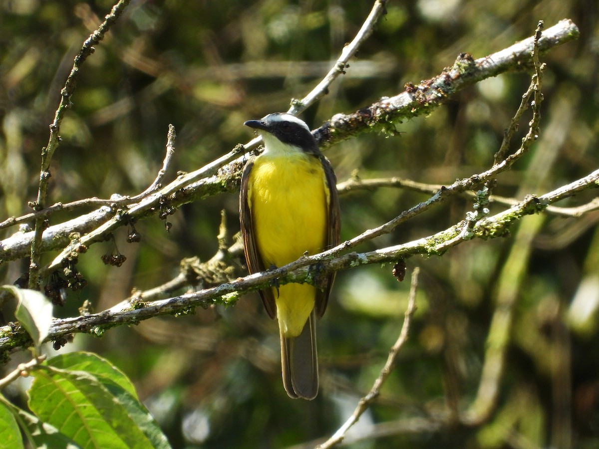 Rusty-margined Flycatcher - ML633091960