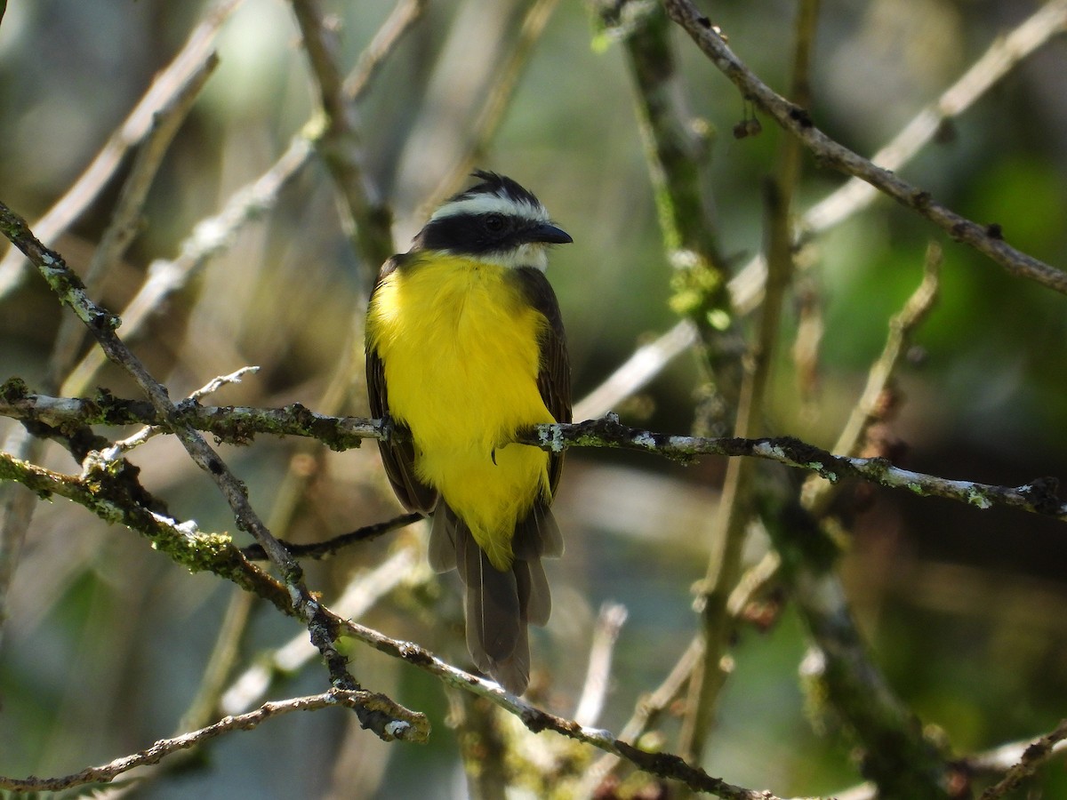 Rusty-margined Flycatcher - ML633091966