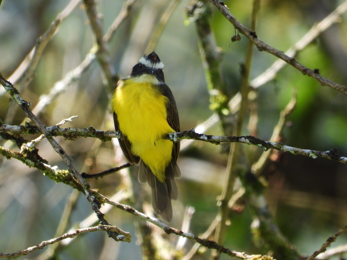 Rusty-margined Flycatcher - ML633091978