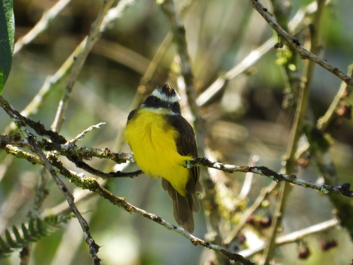 Rusty-margined Flycatcher - ML633091982