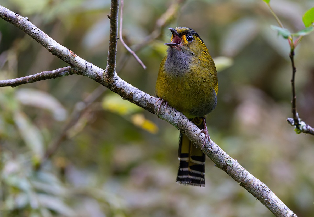 Taiwan Liocichla - ML633091984