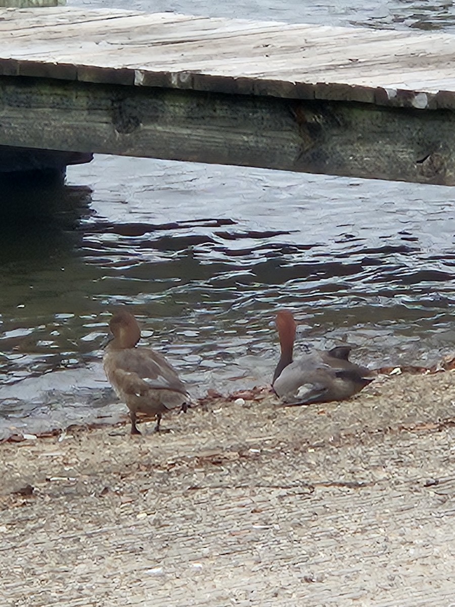 Redhead - ML633092045