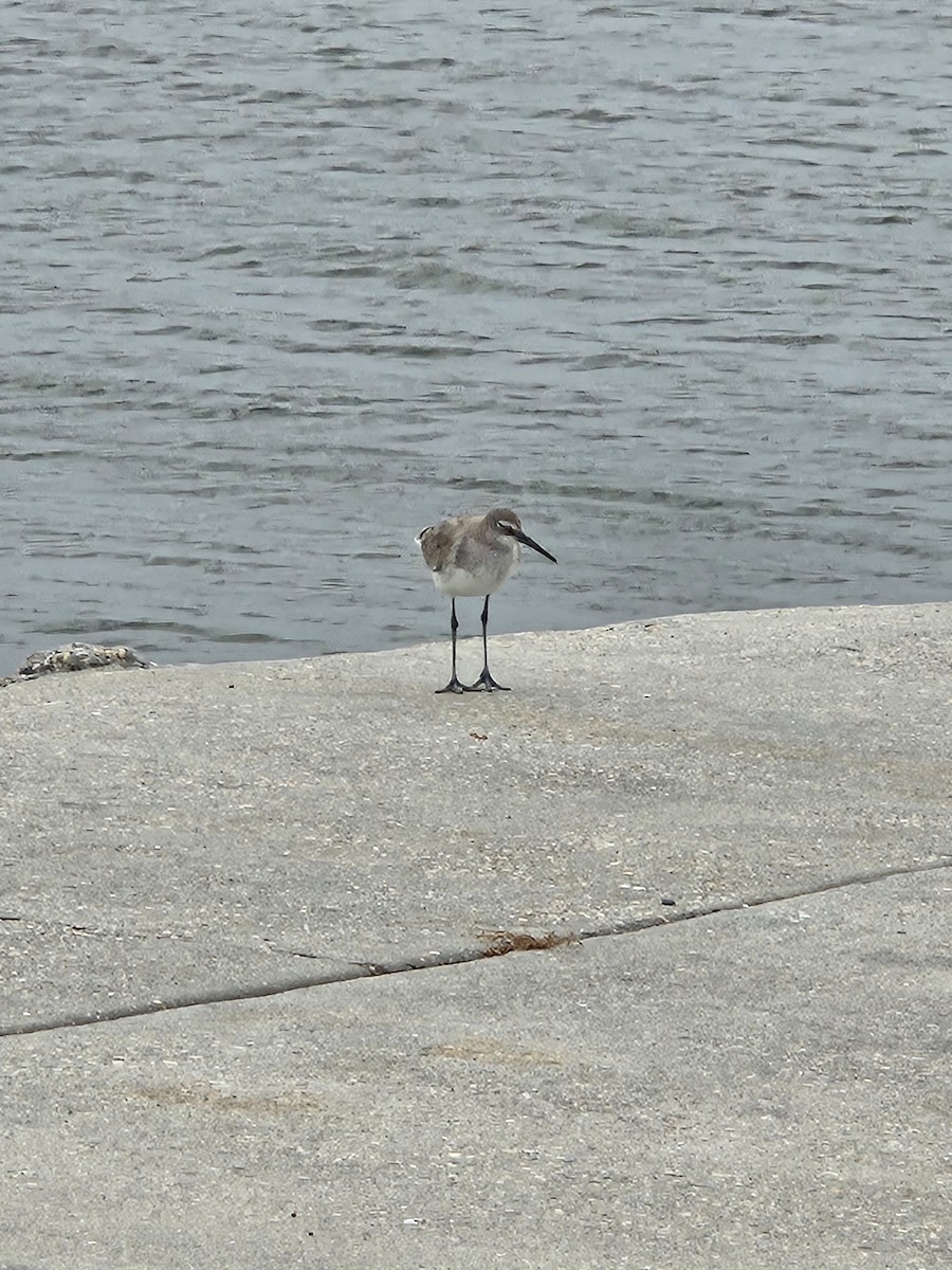 Willet - ML633092056