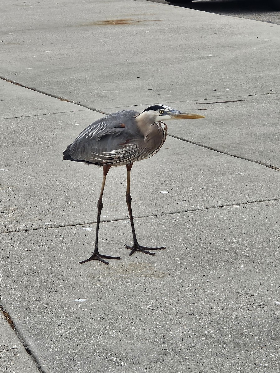 Great Blue Heron - ML633092065