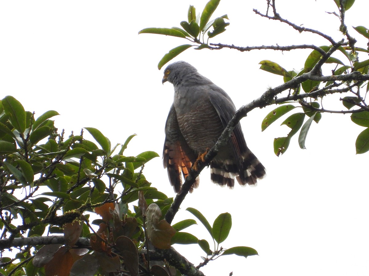 Roadside Hawk - ML633092117