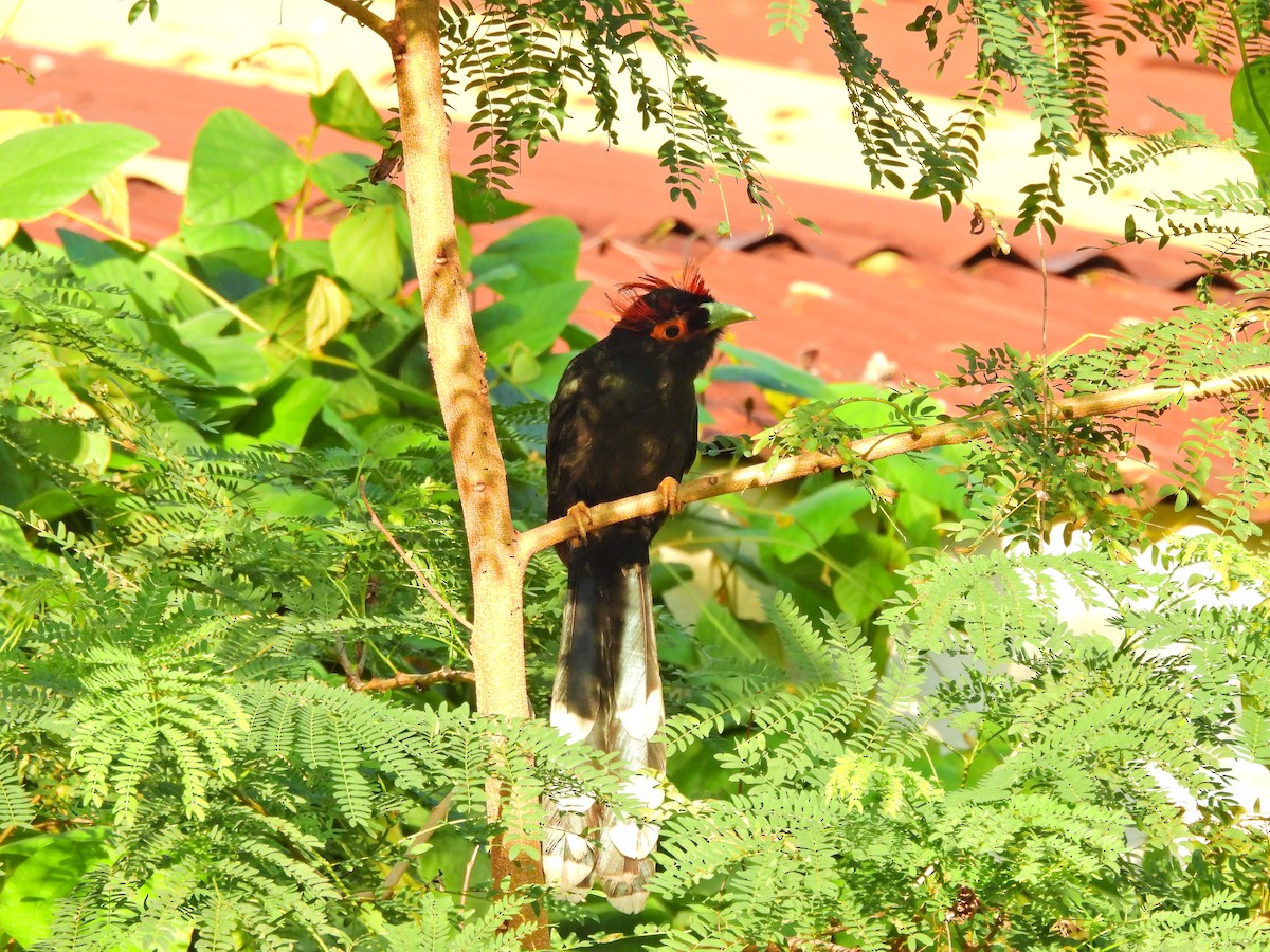 Red-crested Malkoha - ML633092118