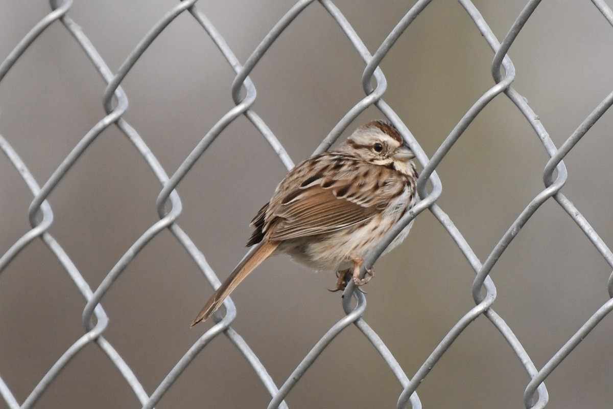 Song Sparrow - ML633092119