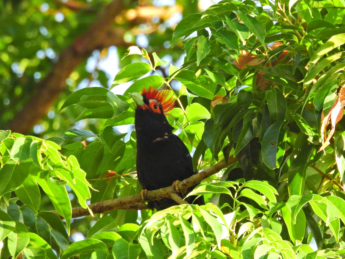 Red-crested Malkoha - ML633092127