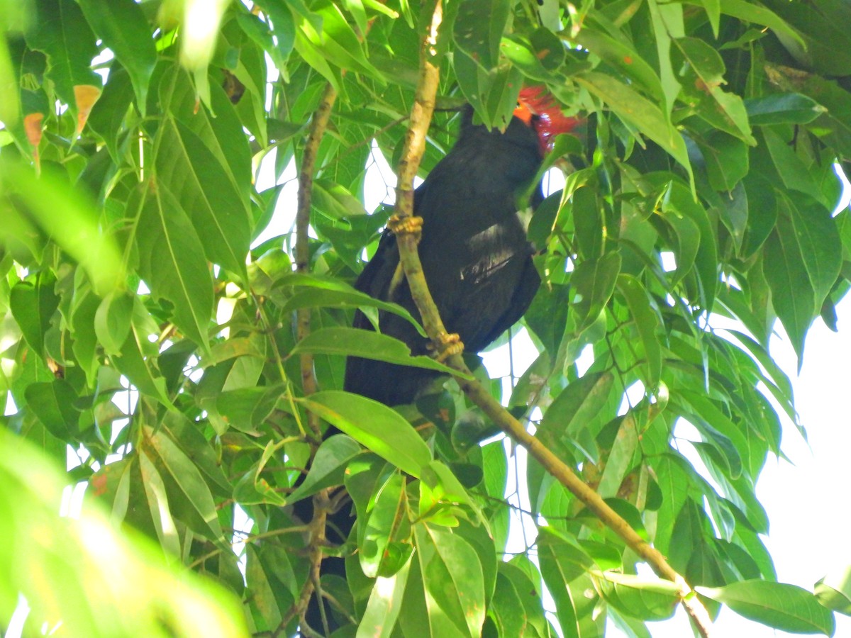 Red-crested Malkoha - ML633092132