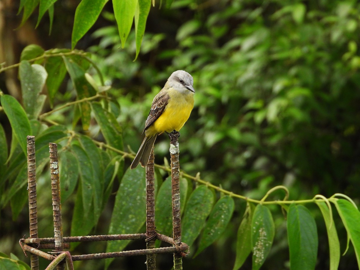 Tropical Kingbird - ML633092167