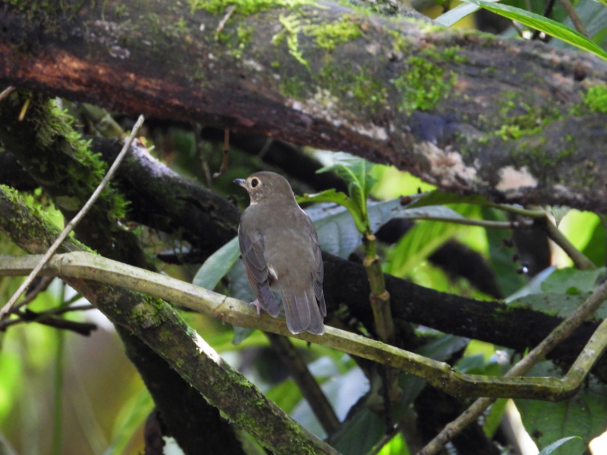 Swainson's Thrush - ML633092196