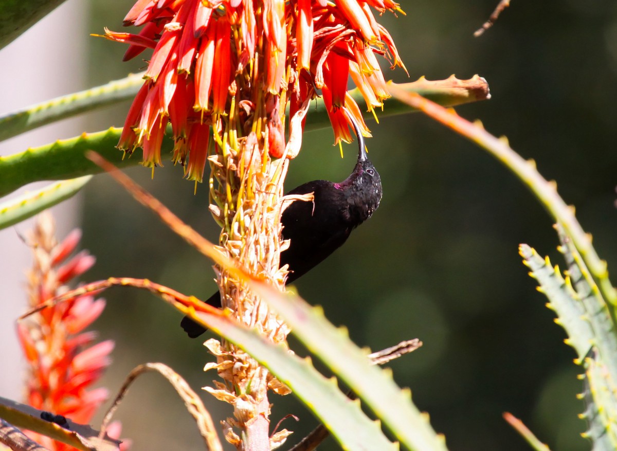 Amethyst Sunbird - ML633092227