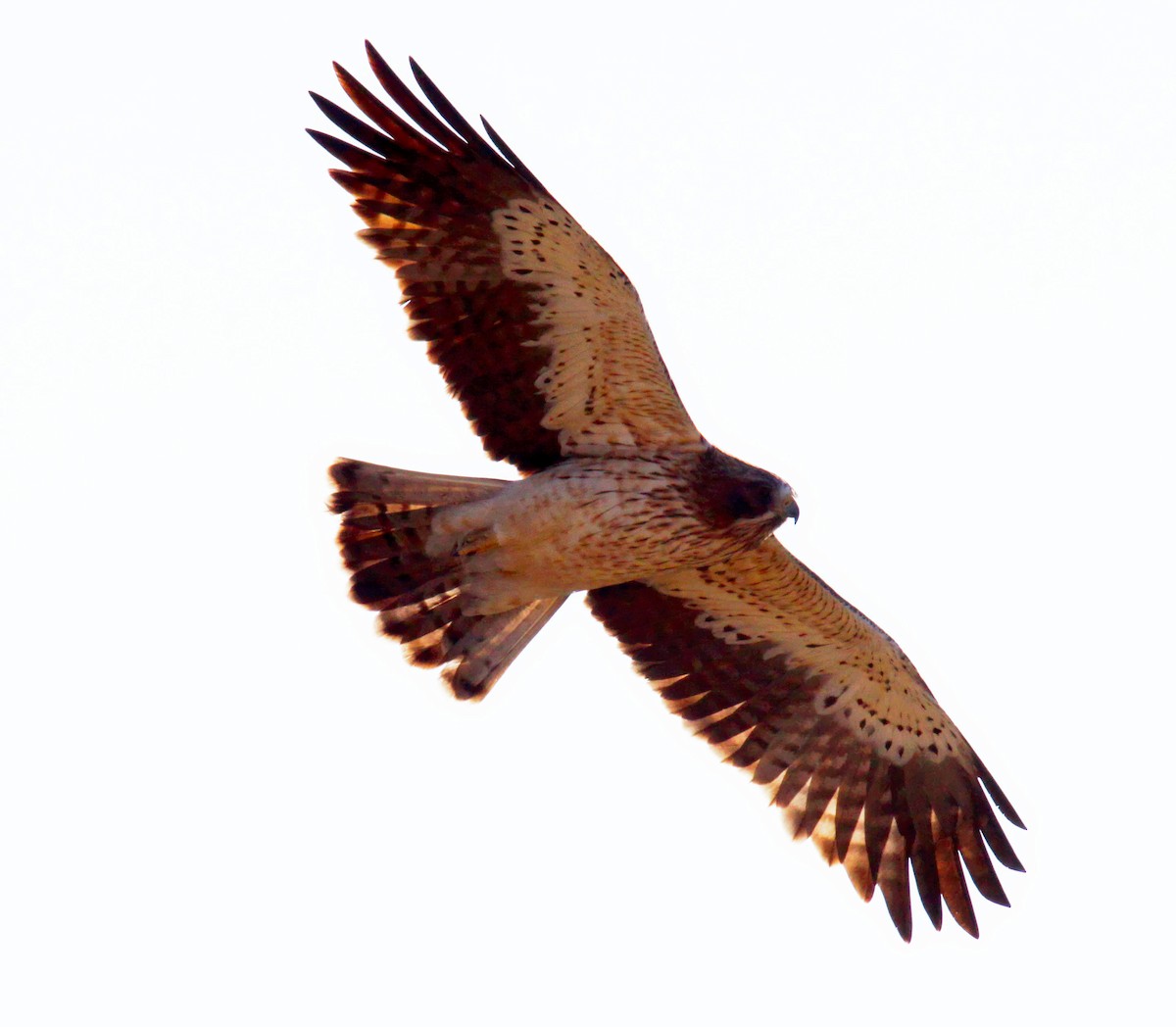 Aquila minore - ML633092233