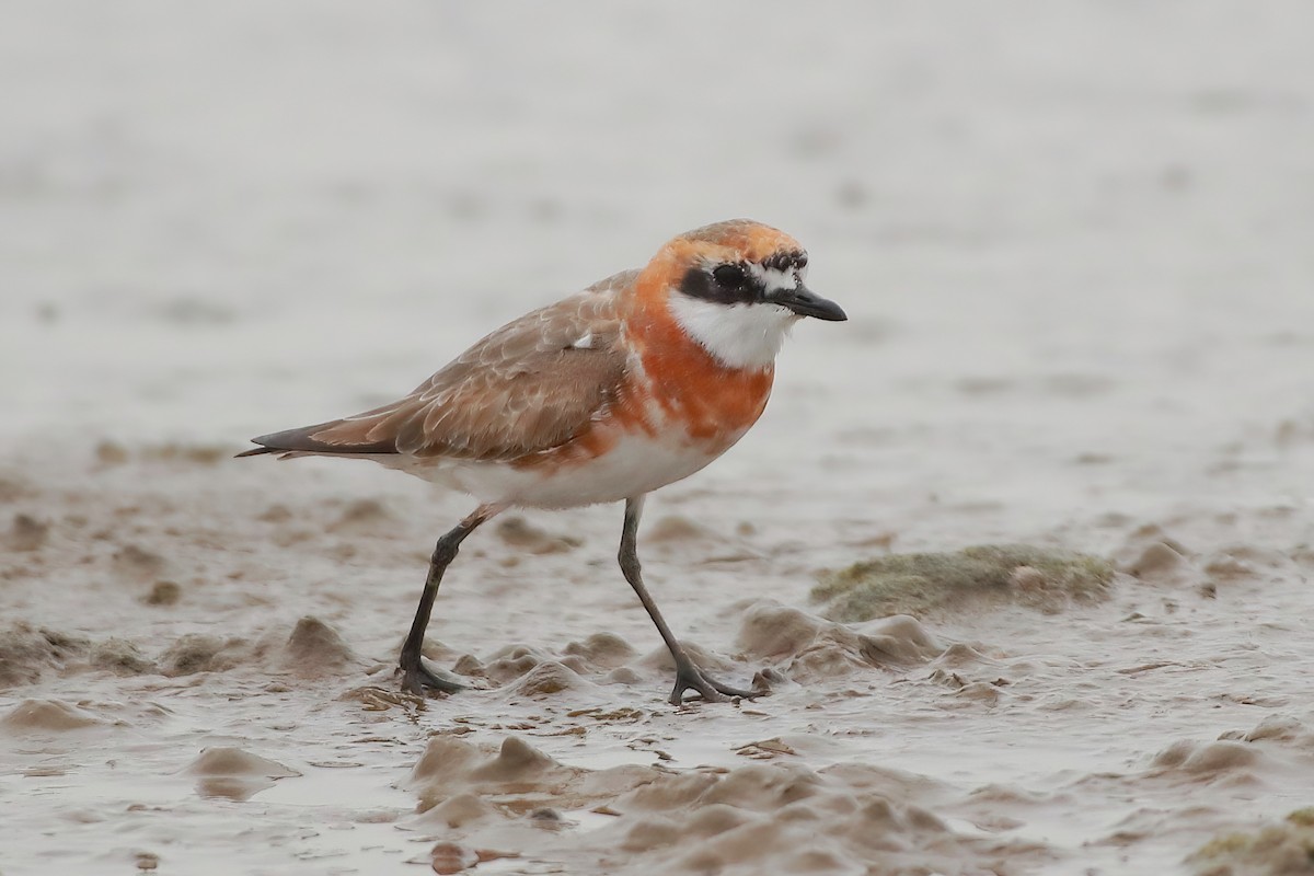 Siberian Sand-Plover - ML633092238