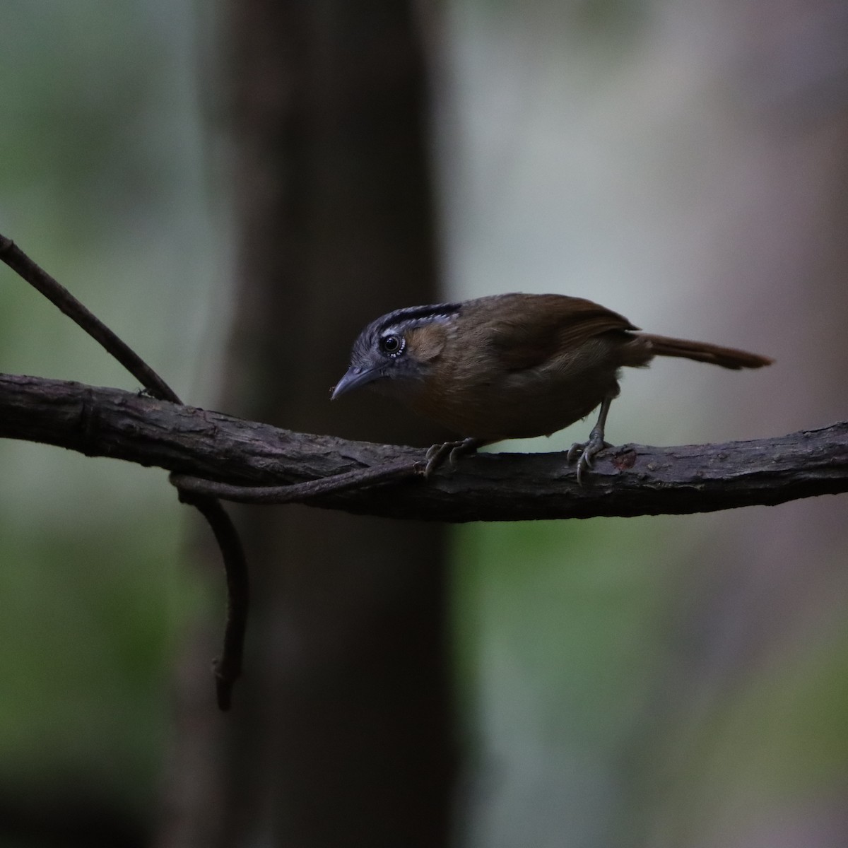 Gray-throated Babbler - ML633092291