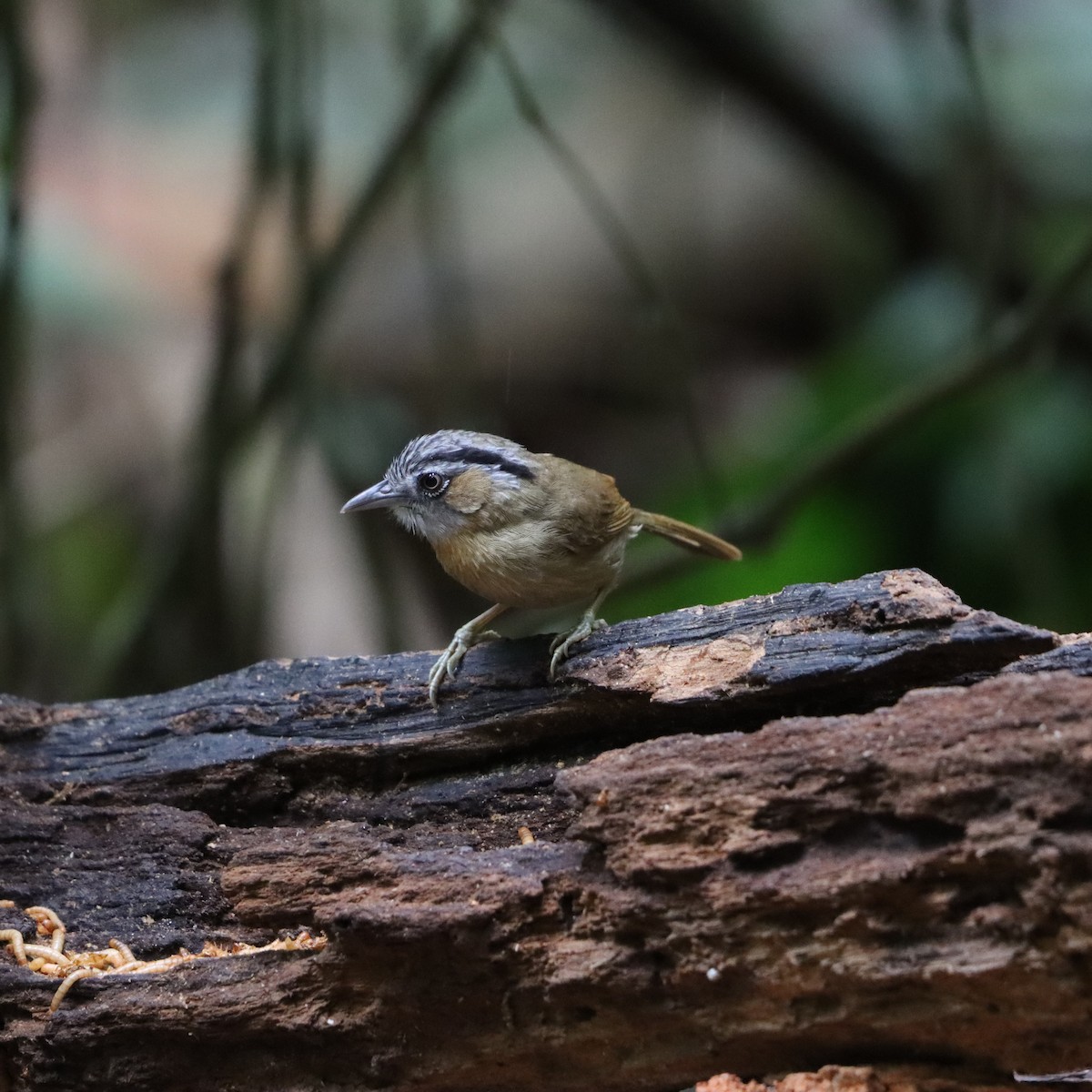 Gray-throated Babbler - ML633092302