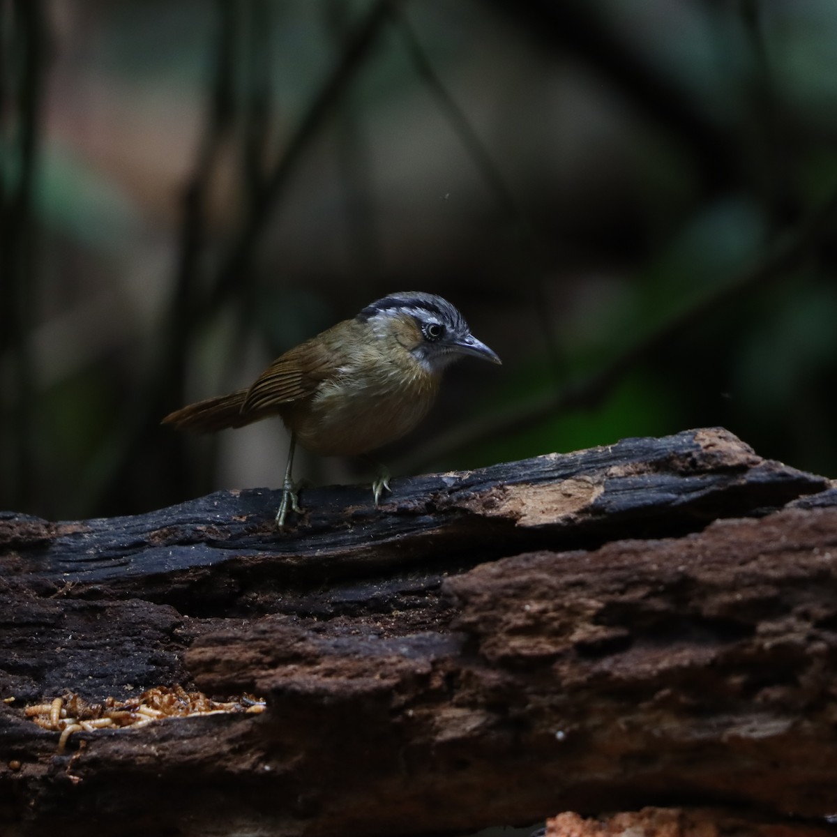 Gray-throated Babbler - ML633092311