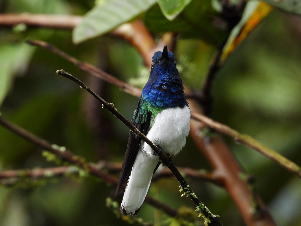 White-necked Jacobin - ML633092328