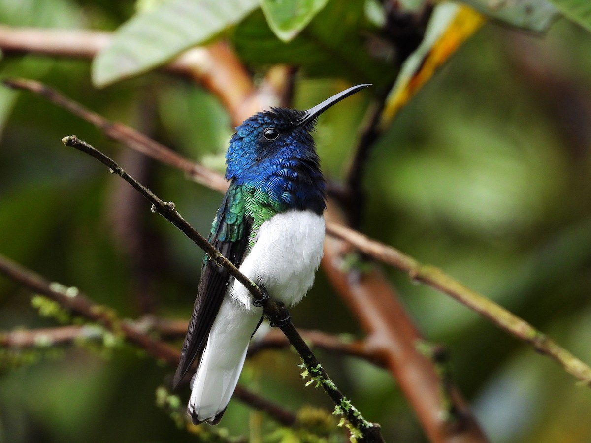 White-necked Jacobin - ML633092329