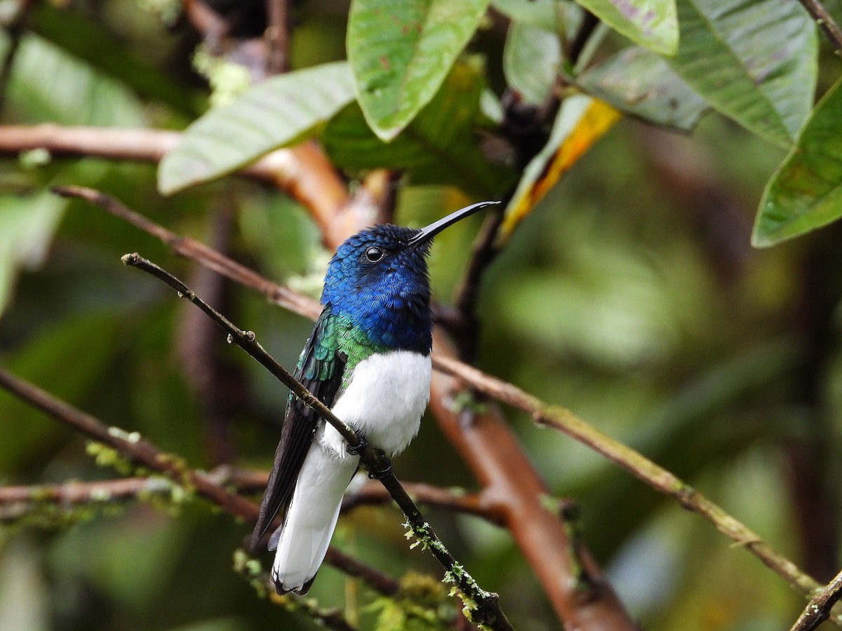 White-necked Jacobin - ML633092333