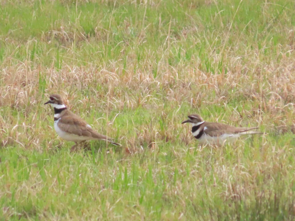 Killdeer - ML633092450