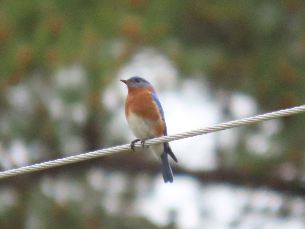 Eastern Bluebird - ML633092479