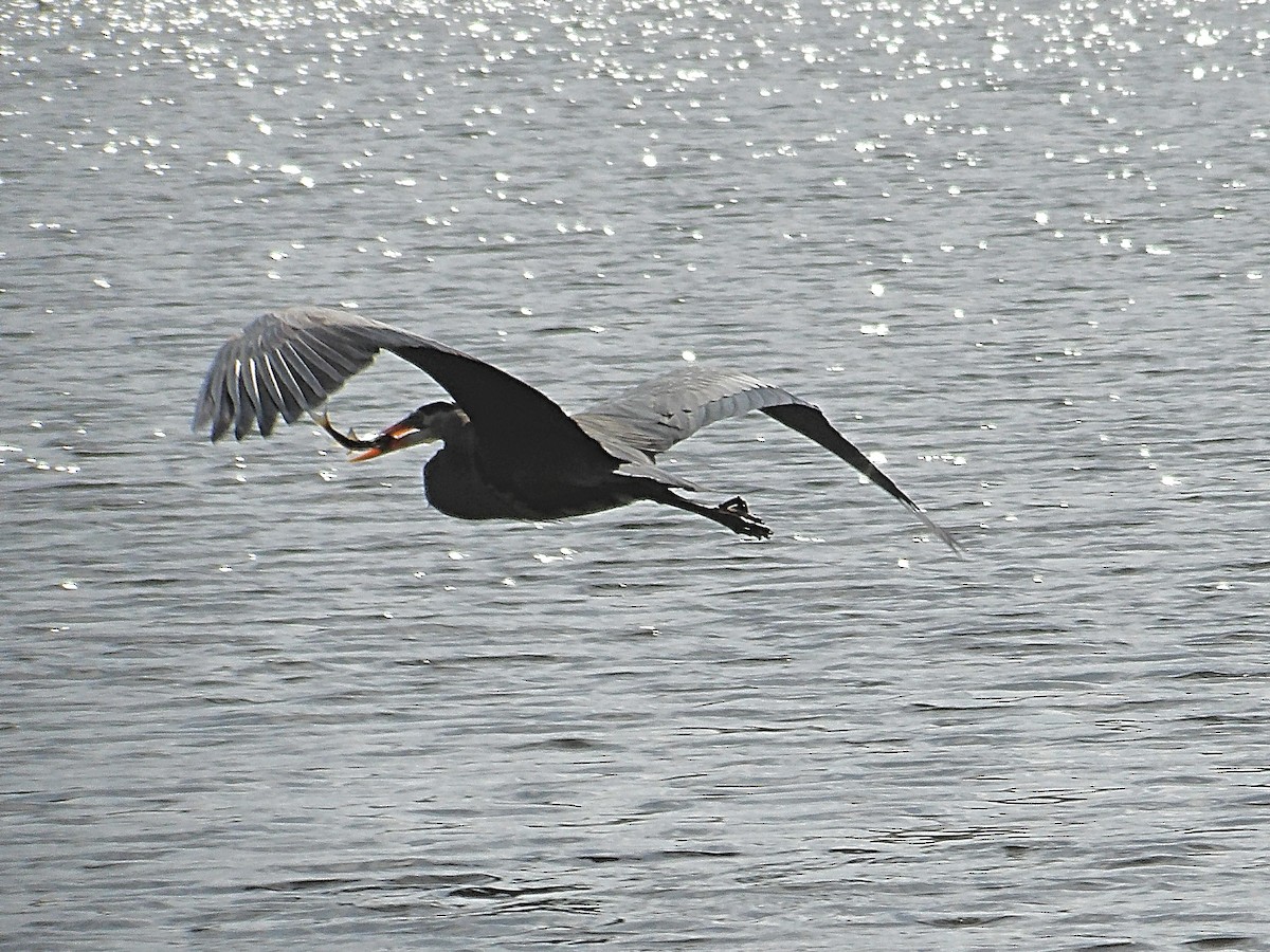 Great Blue Heron - ML633092490