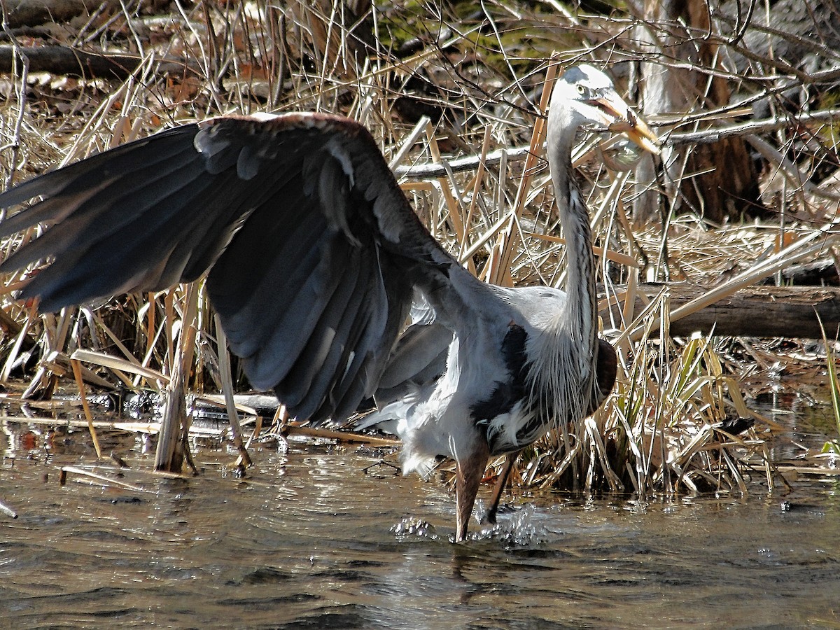 Great Blue Heron - ML633092494