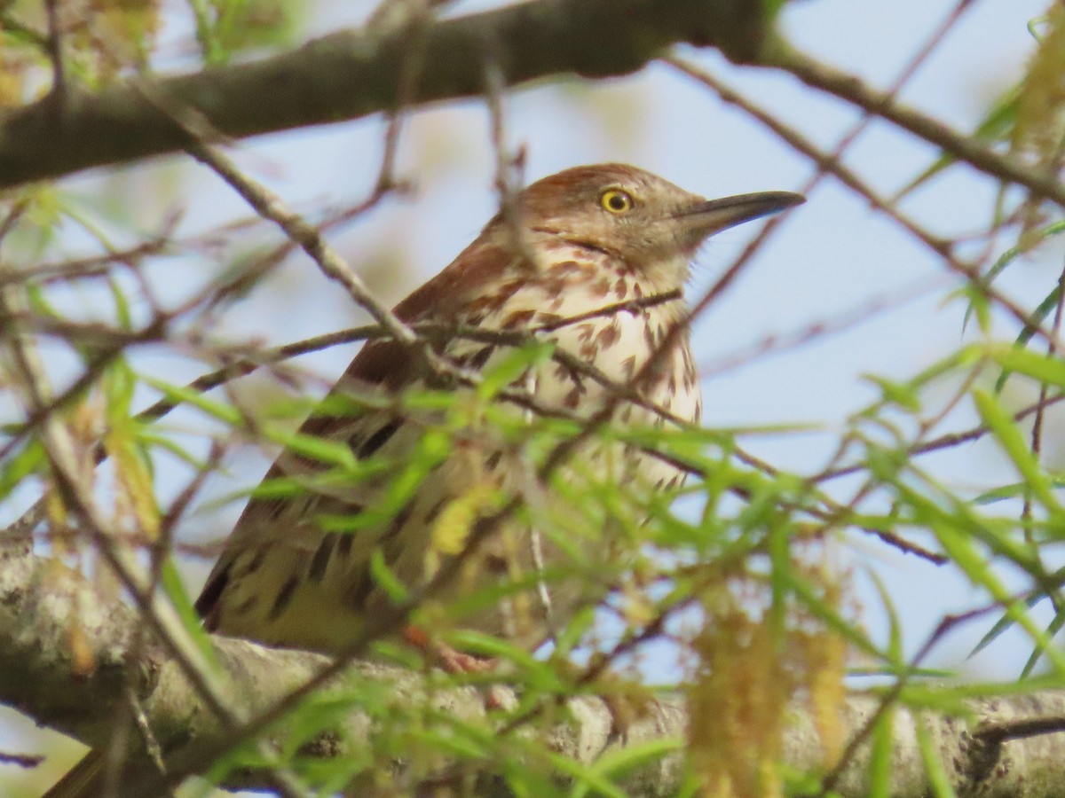 Brown Thrasher - ML633092543