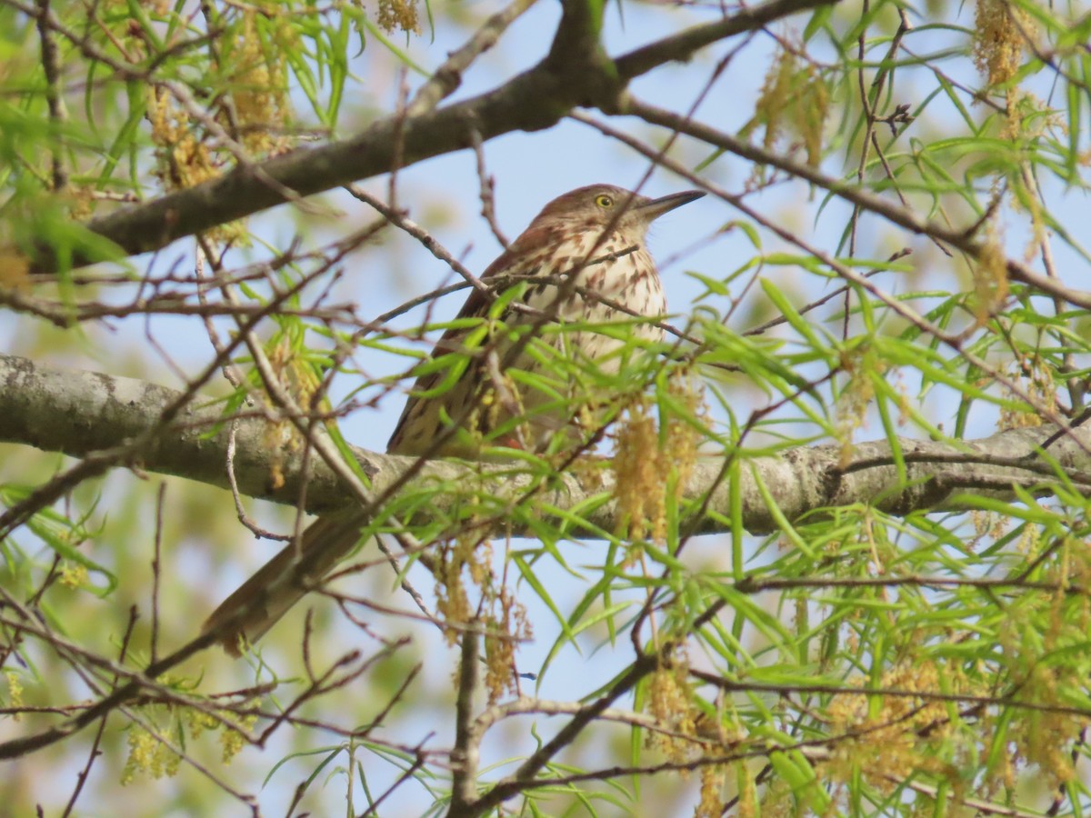 Brown Thrasher - ML633092544