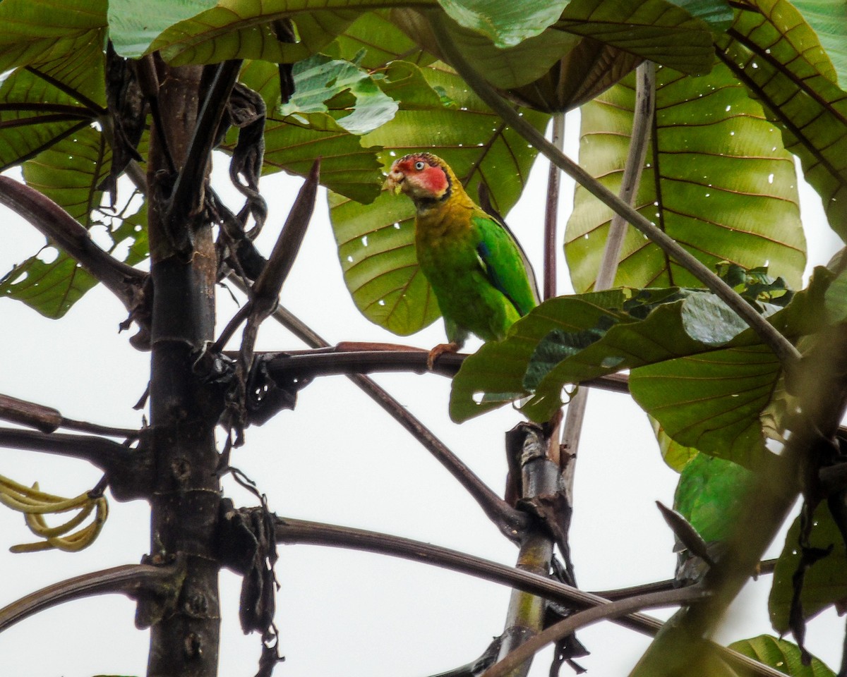 Rose-faced Parrot - ML633092606