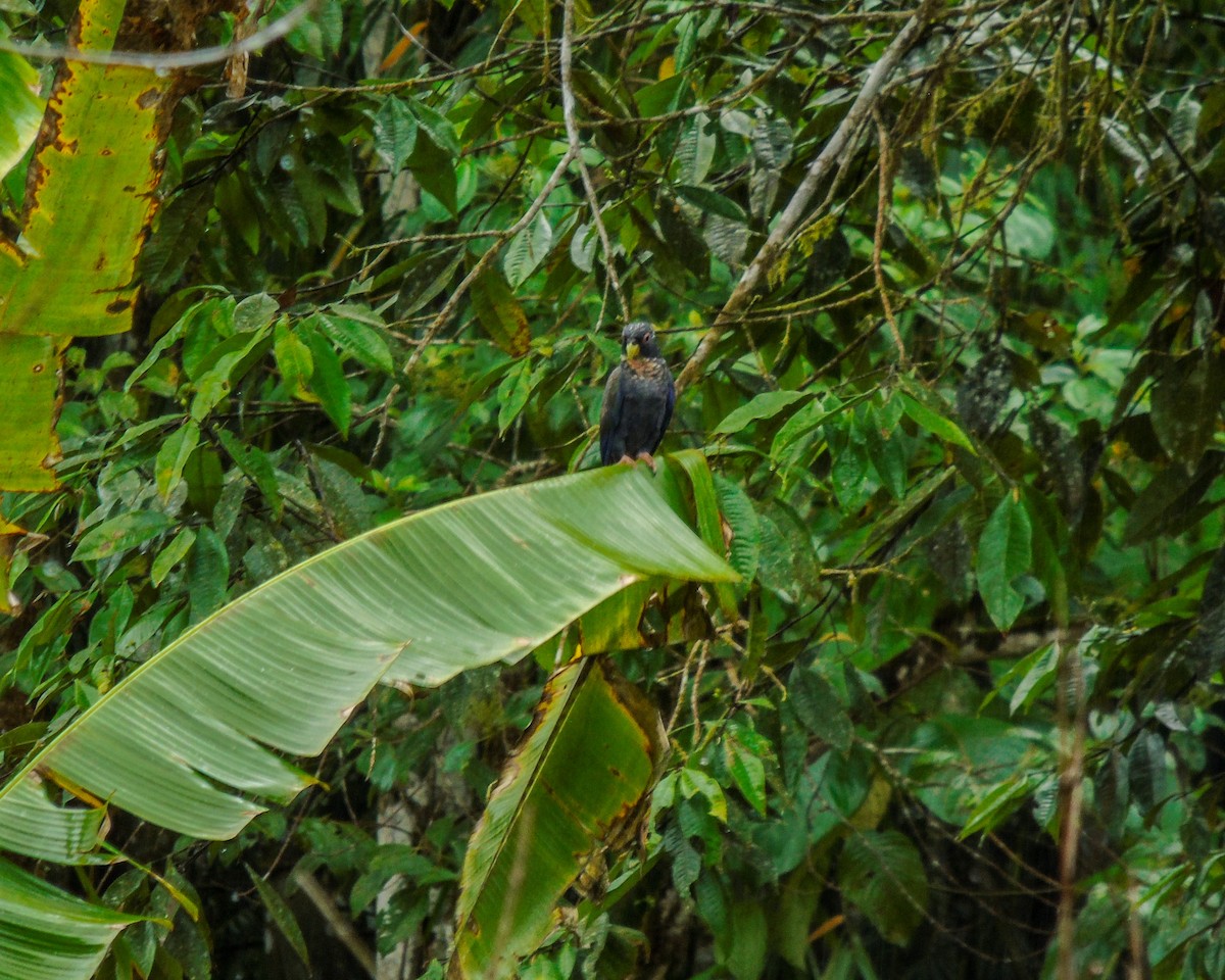 Bronze-winged Parrot - ML633092611