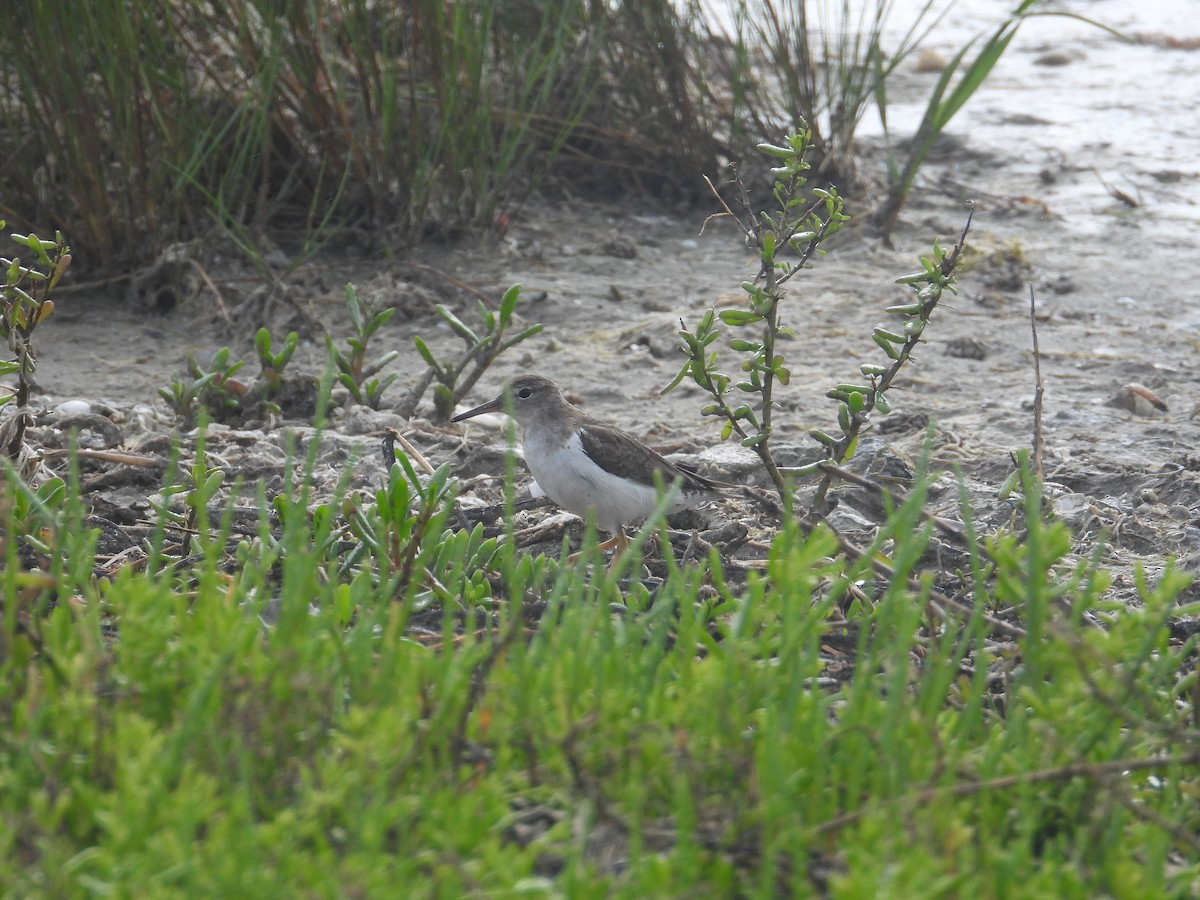 Spotted Sandpiper - ML633092629