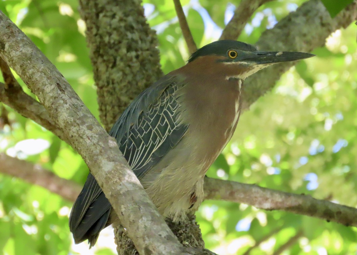 Green Heron - ML633092730