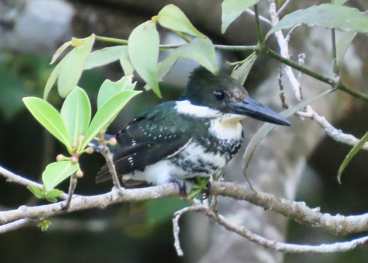 Green Kingfisher - ML633092736