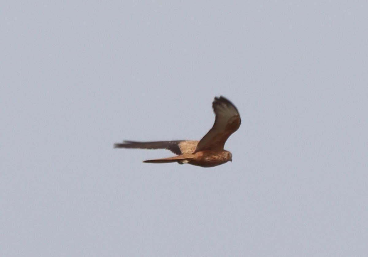 Fox Kestrel - ML633092803