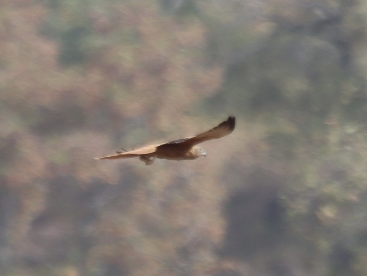 Fox Kestrel - ML633092805
