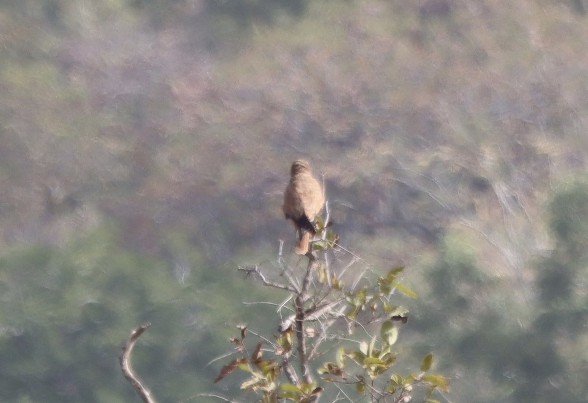 Fox Kestrel - ML633092806