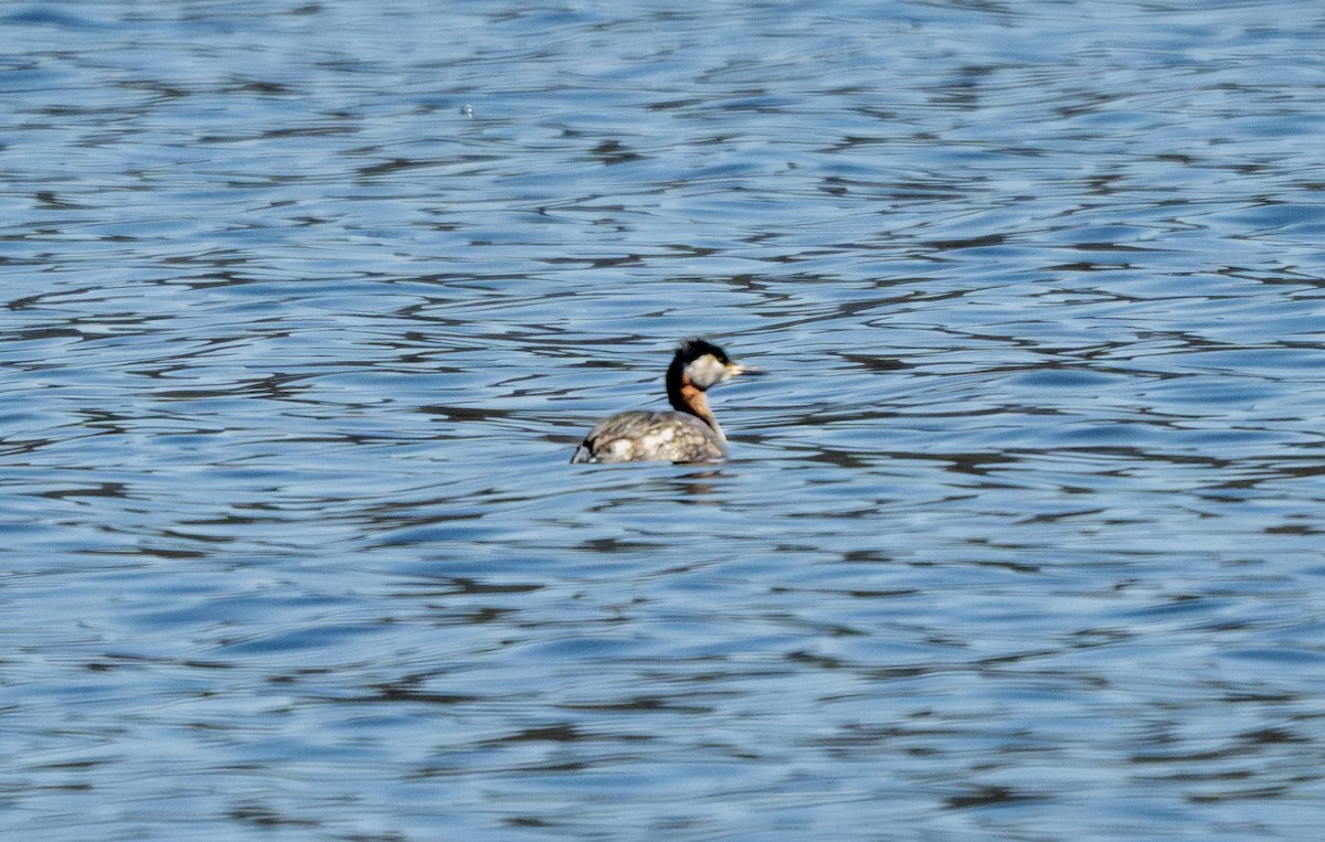 Red-necked Grebe - ML633092822