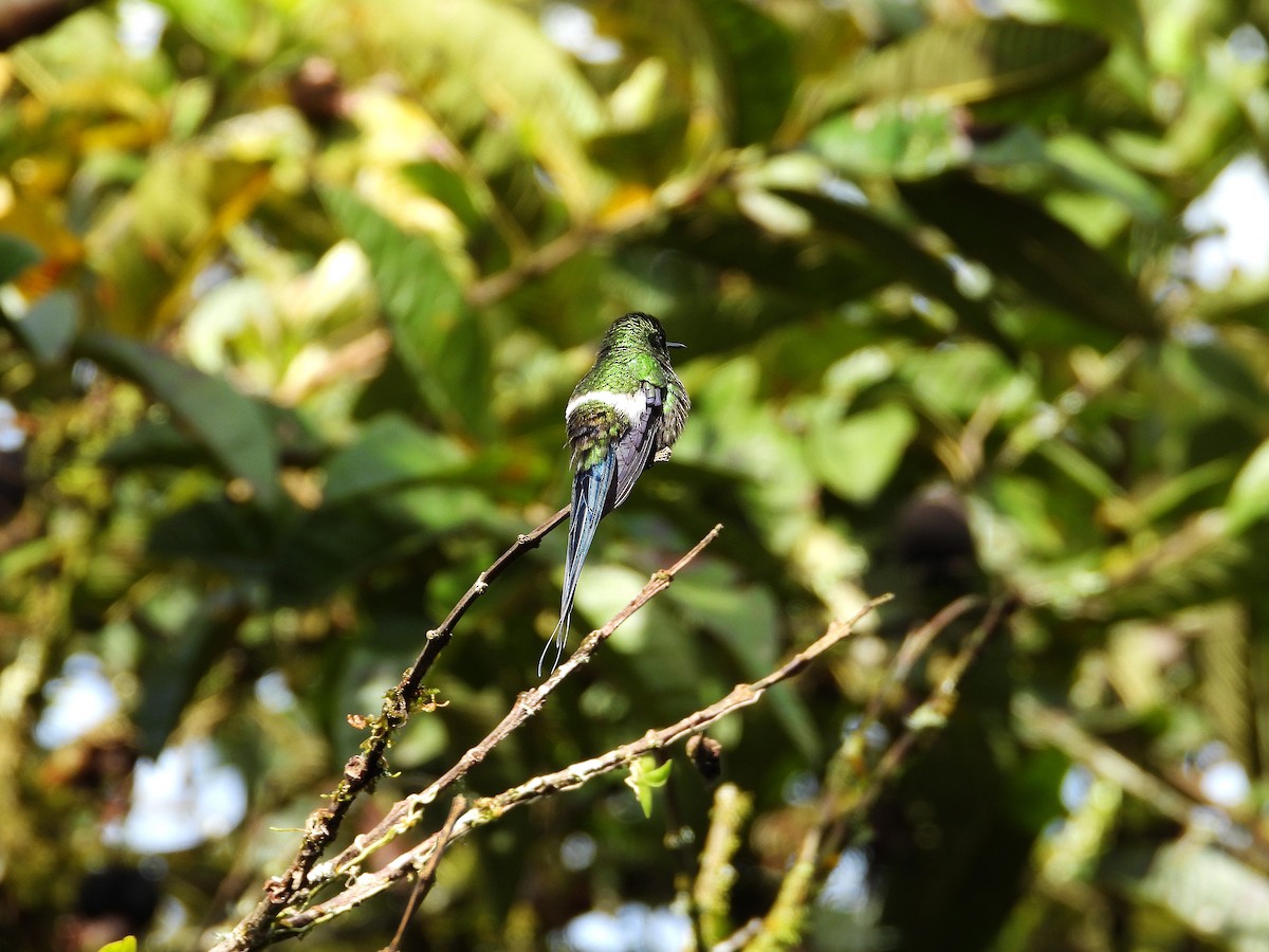Green Thorntail - ML633092853