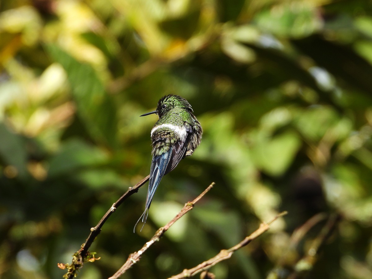Green Thorntail - ML633092871