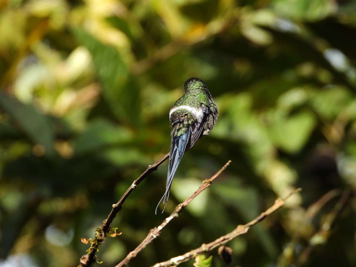 Green Thorntail - ML633092879