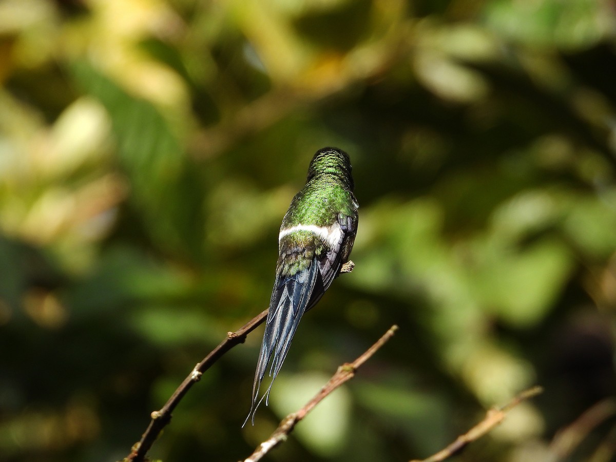Green Thorntail - ML633092895