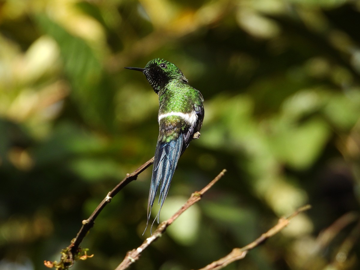 Green Thorntail - ML633092905