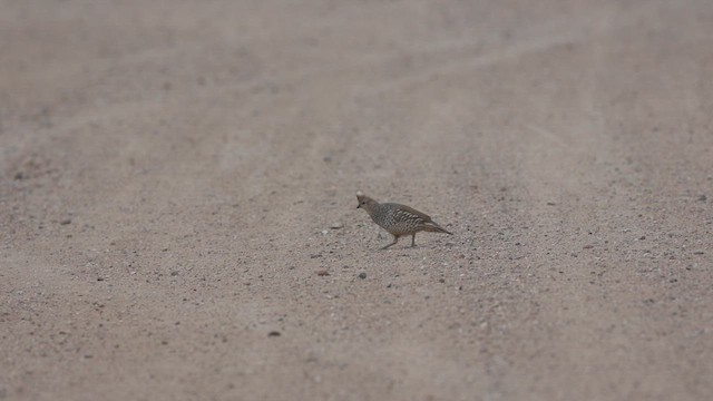Scaled Quail - ML633092916