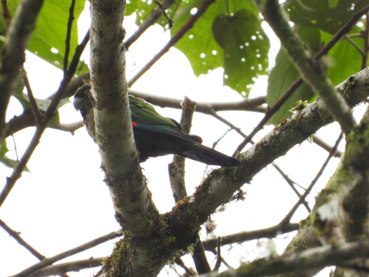 Maroon-tailed Parakeet - ML633093036