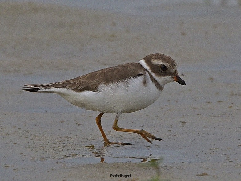 Semipalmated Plover - ML633093138