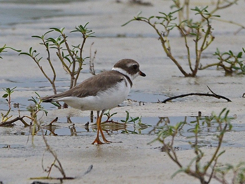 Semipalmated Plover - ML633093139